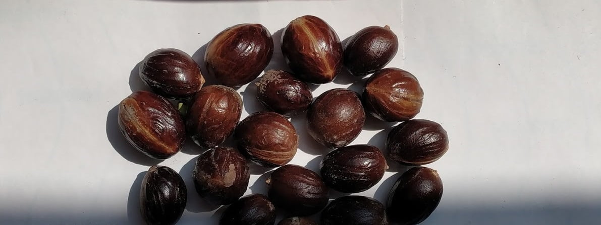 Nutmeg