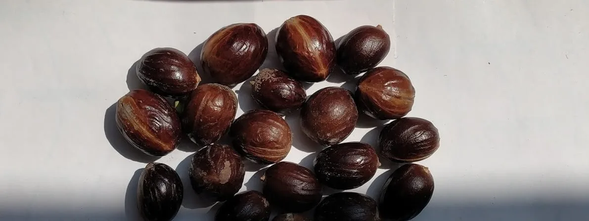 Nutmeg
