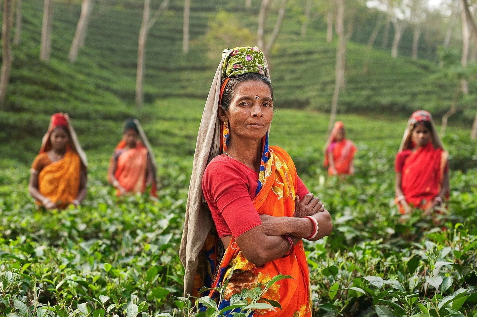 Green Tea Production