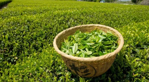 munnar tea online