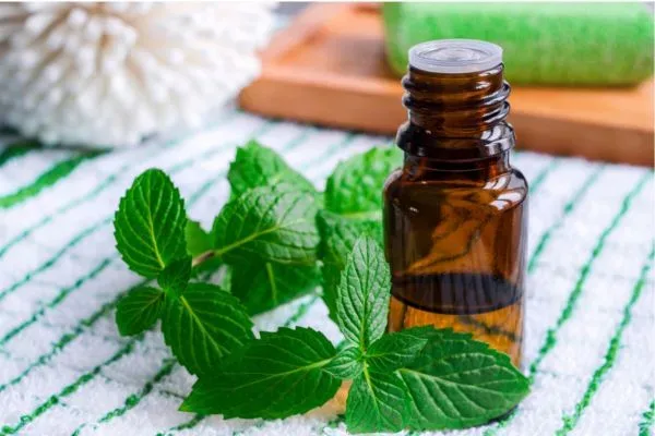 tulasi essential oil