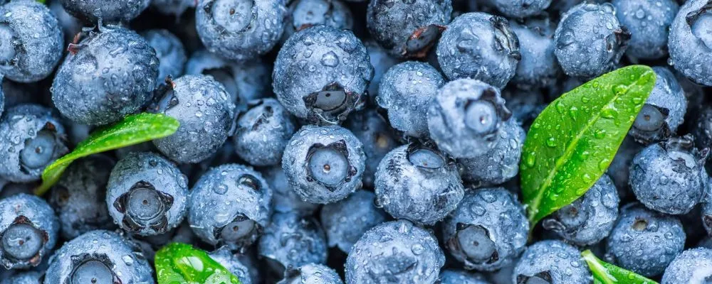 Benefits of Blueberries
