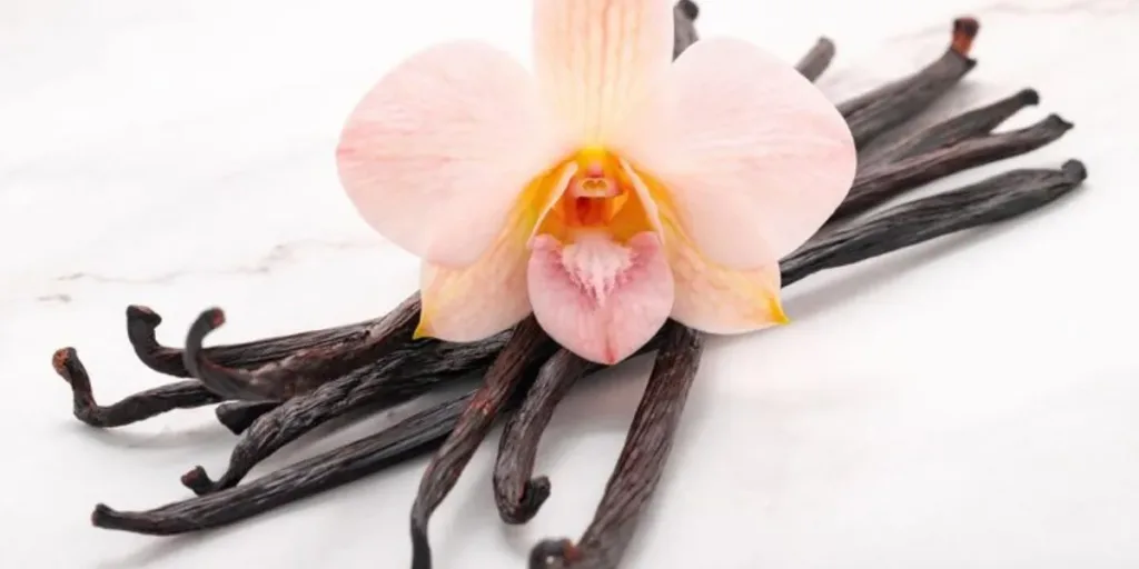 Best Vanilla Beans
