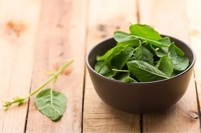 tulasi in your daily routine