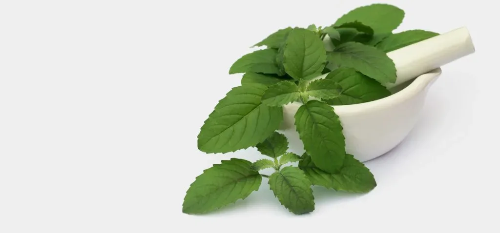 tulasi leaves