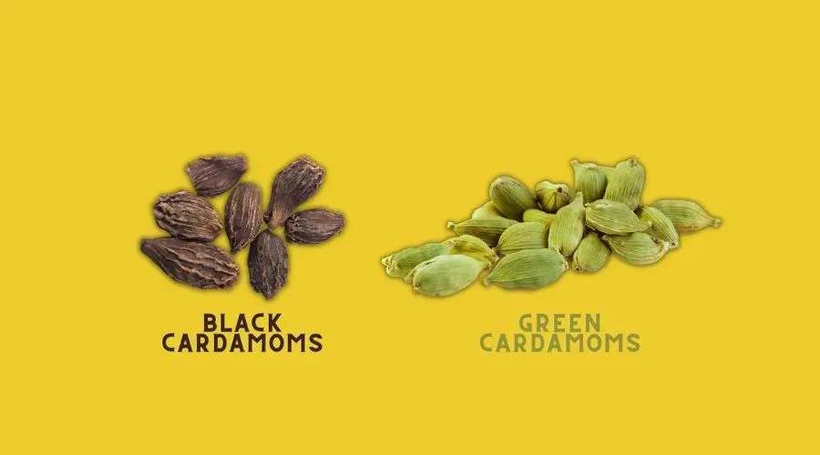 cardamom harvesting