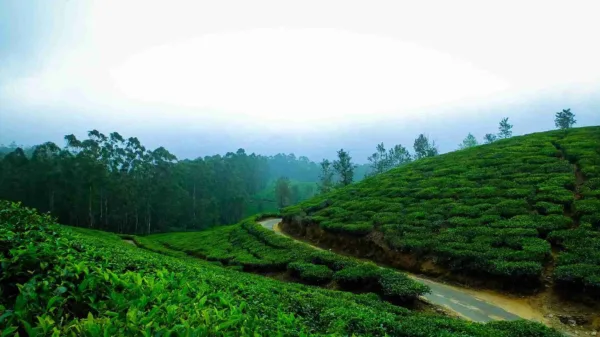 munnar tea gardens
