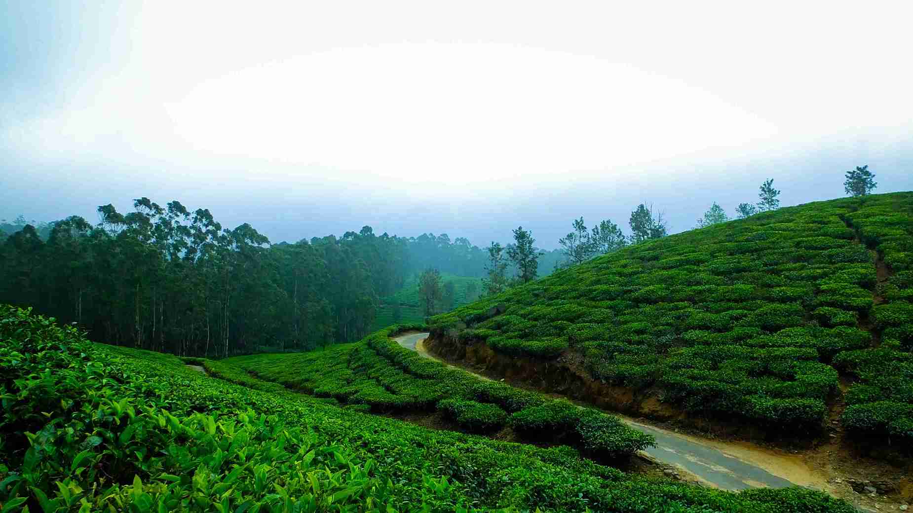munnar tea gardens