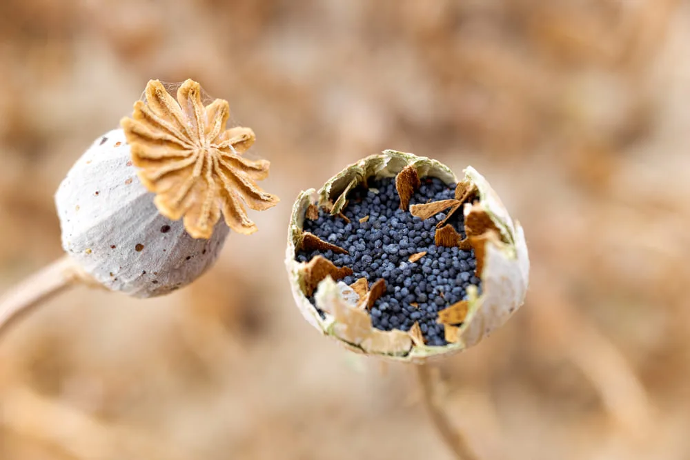 all about poppy seeds