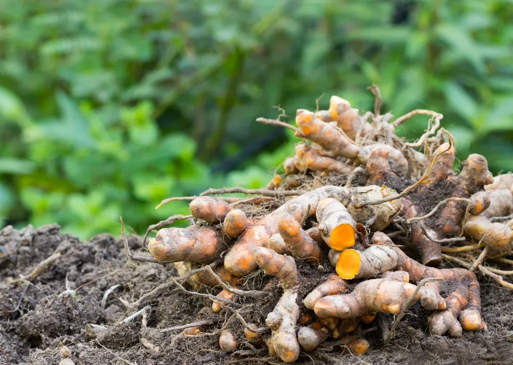 turmeric root