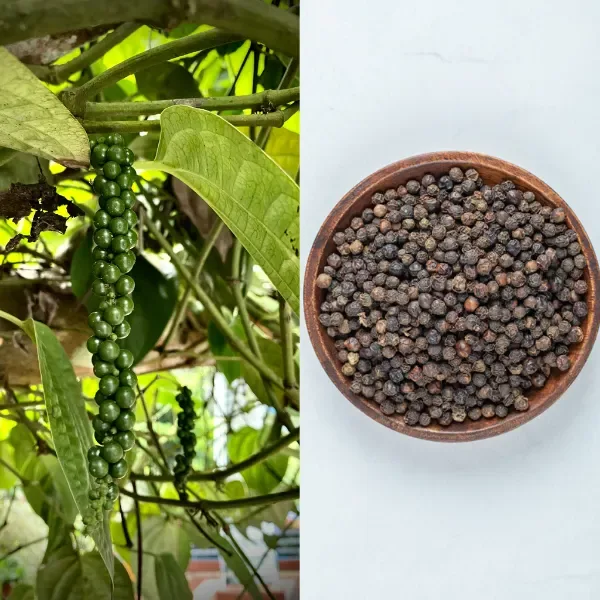 Whole peppercorns on vine and in a bowl compared to ground black pepper freshness.