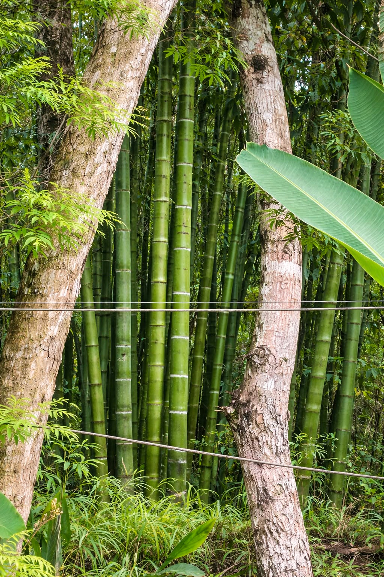 Bamboo grove in Western Ghats — where bamboo rice grows