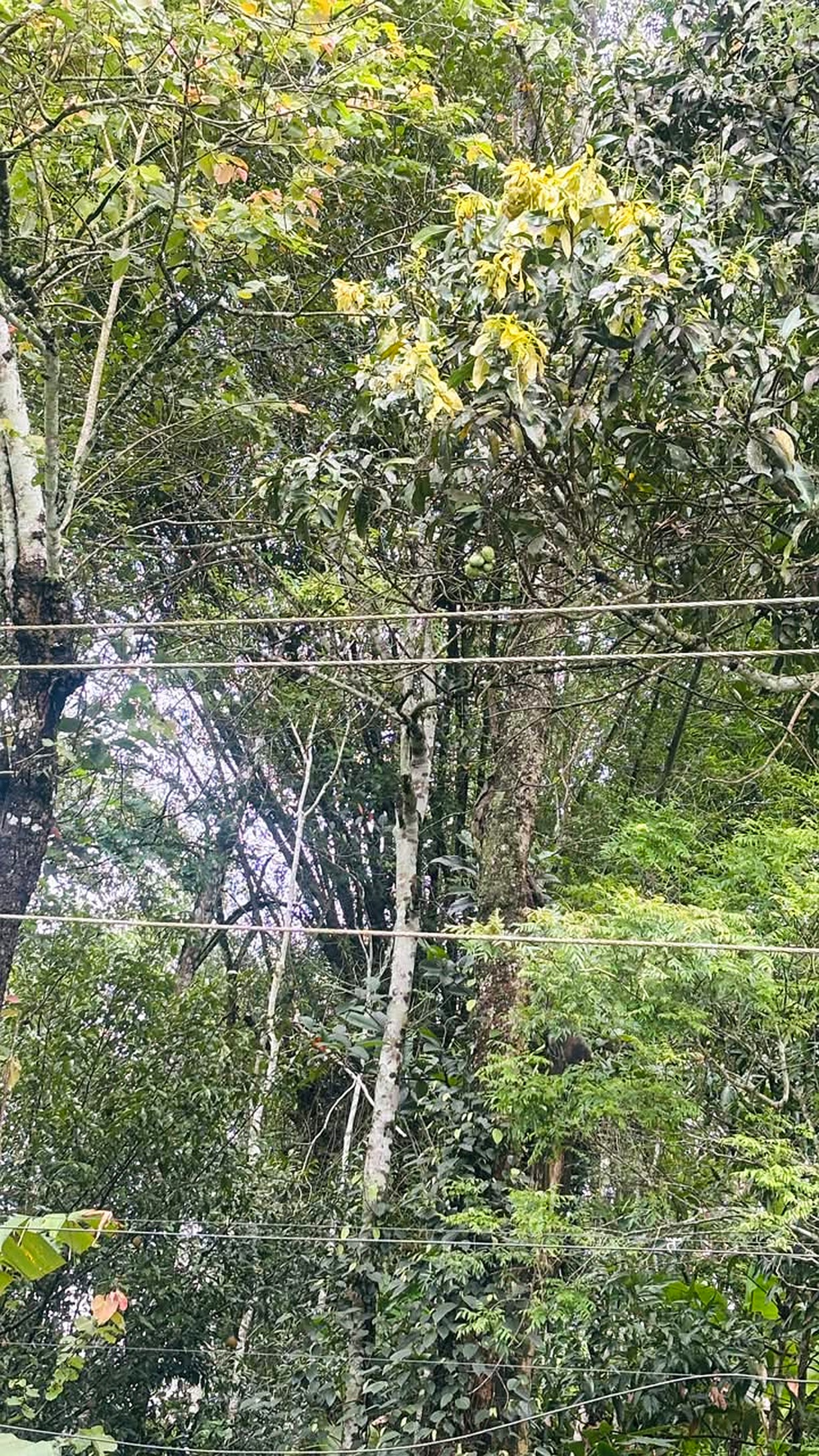 Wayanad bamboo grove where tribal communities harvest bamboo rice